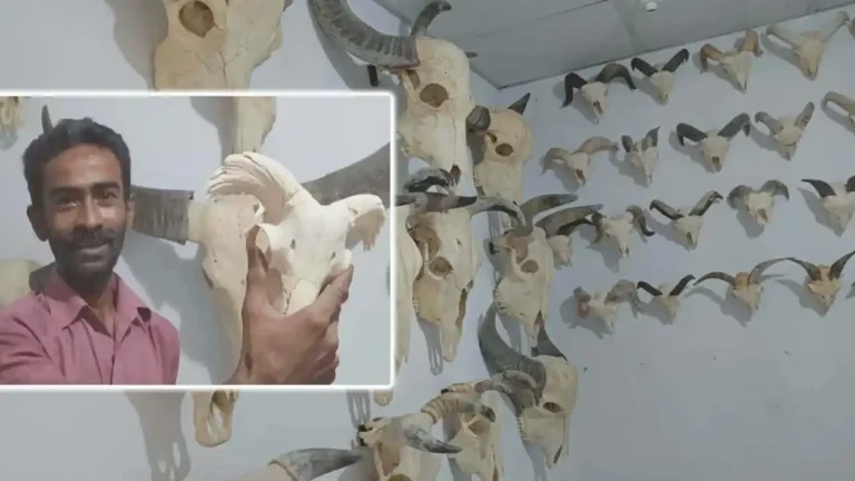 নজর কাড়ছে কসাই রিপনের পশুর মাথার শোপিস