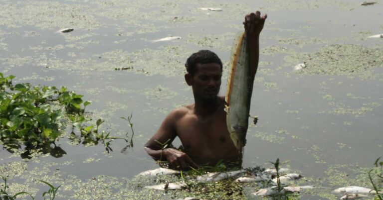 মাছের সাথে এ কেমন শত্রুতা!