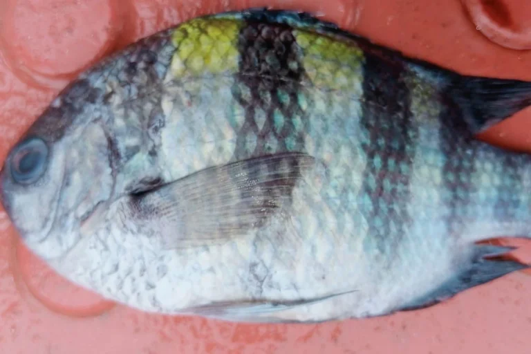 কুয়াকাটার গভীর সমুদ্রে ধরা পড়ল বিরল ‘সার্জেন্ট মেজর’ মাছ