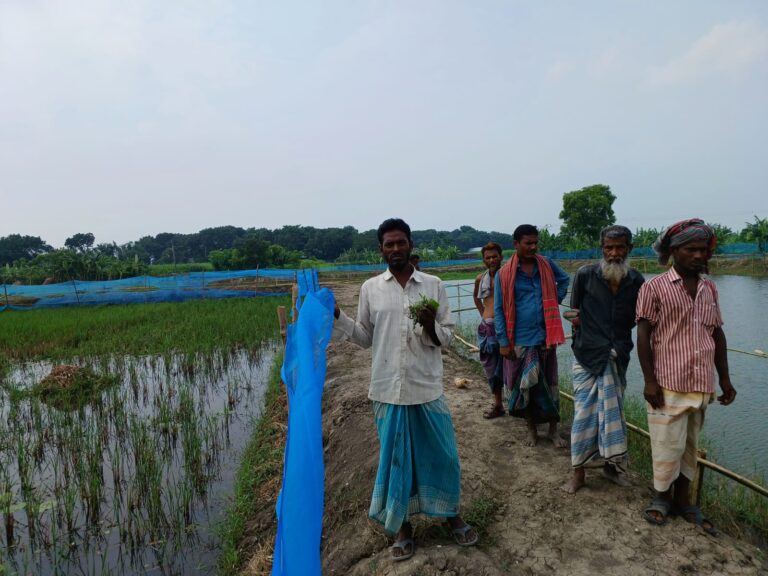 রাজবাড়ীতে রাতের অন্ধকারে কৃষকের সবজি ক্ষেত বিনষ্টের অভিযোগ